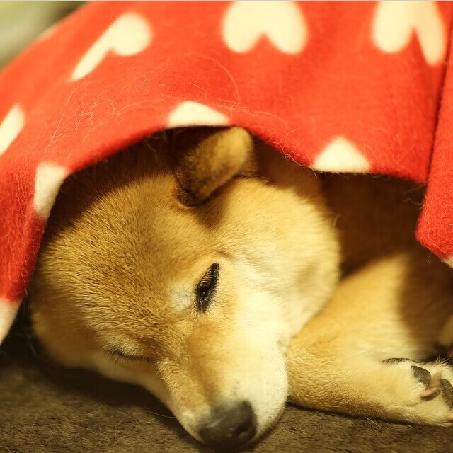 足球评论舆论环境缺乏引导，足球比赛评论员